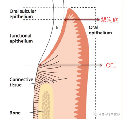 解剖(一:角化龈和附着龈争议总结