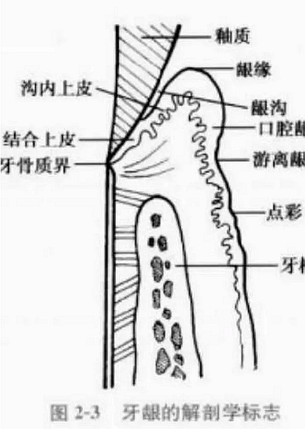 解剖(一:角化龈和附着龈争议总结